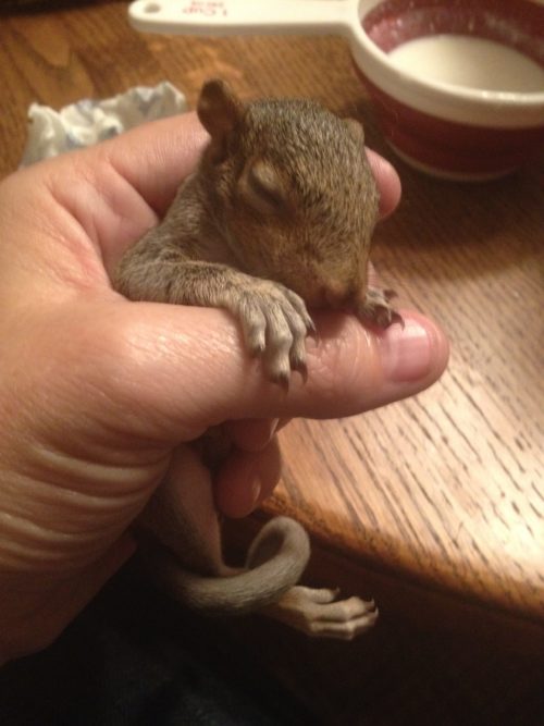 Baby squirrel removed from an attic in Alpharetta