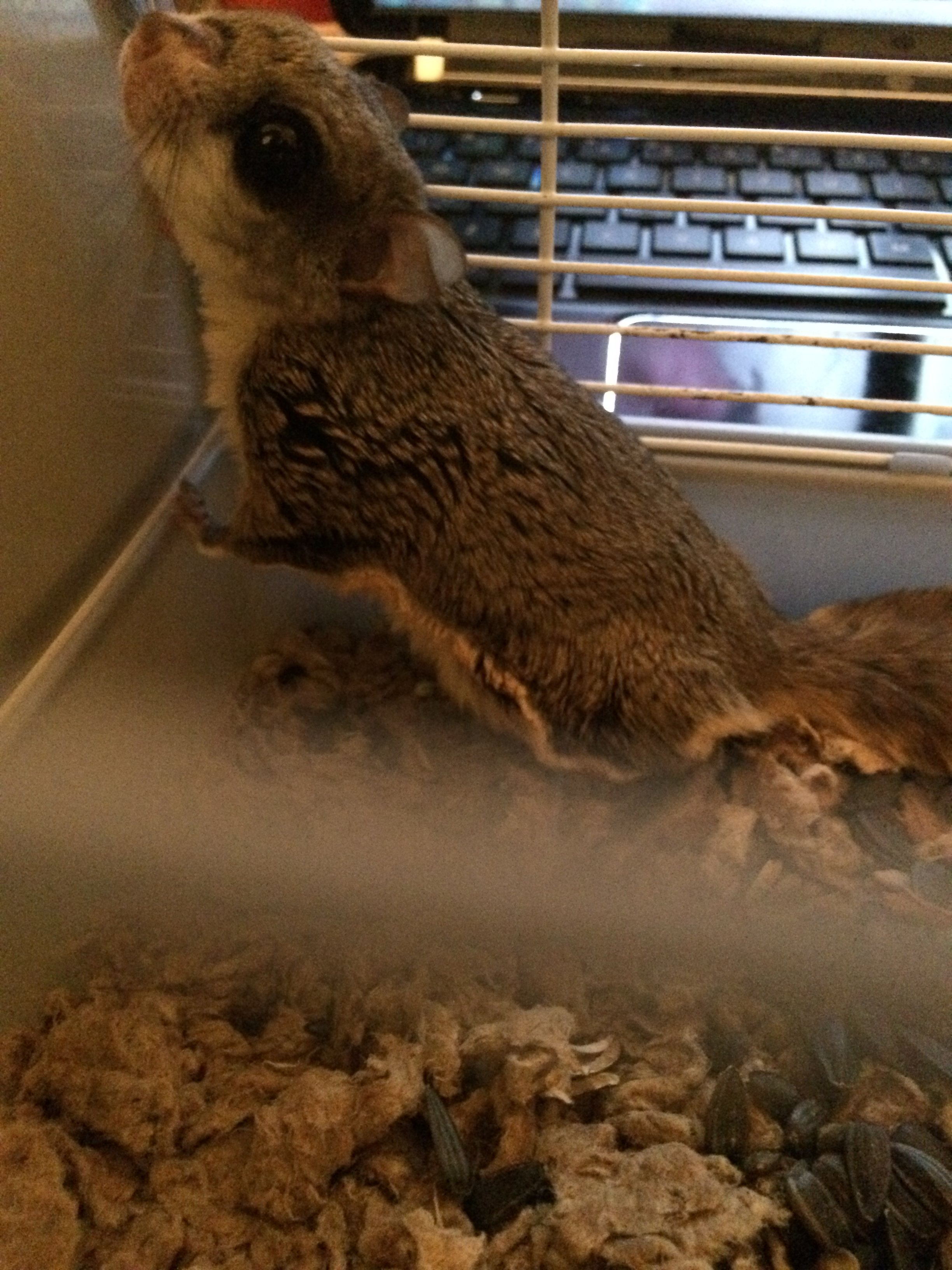 Flying Squirrel Trapping