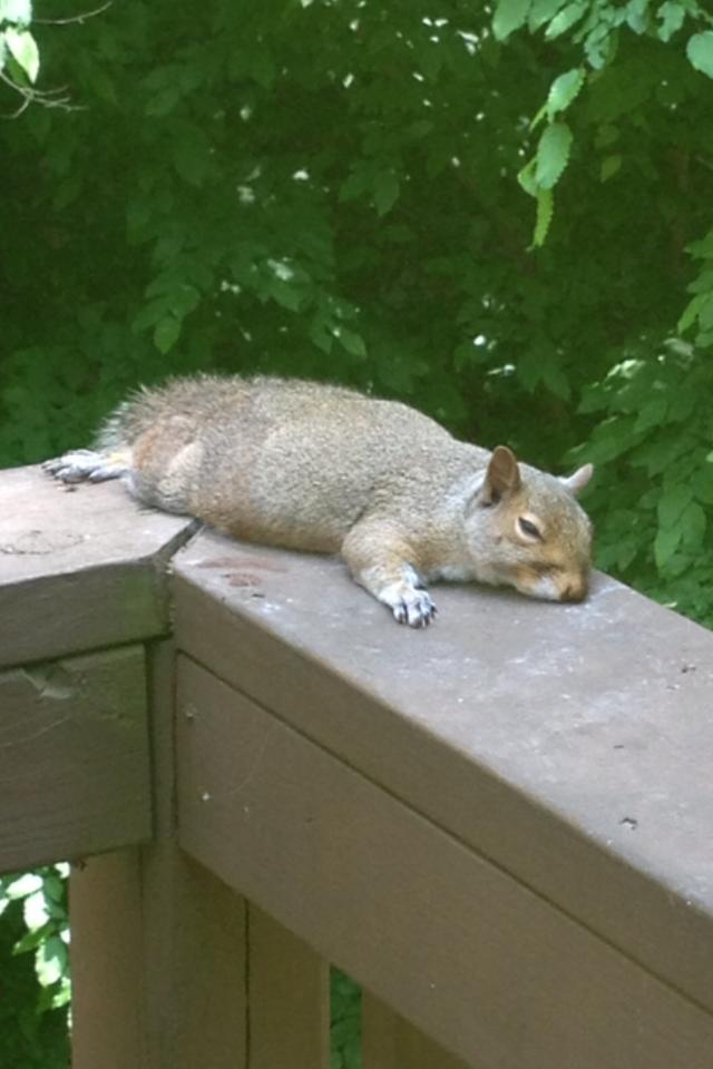 Rehabbed Squirrel Relaxng