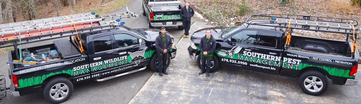 Squirrel Trapping  Squirrel Control