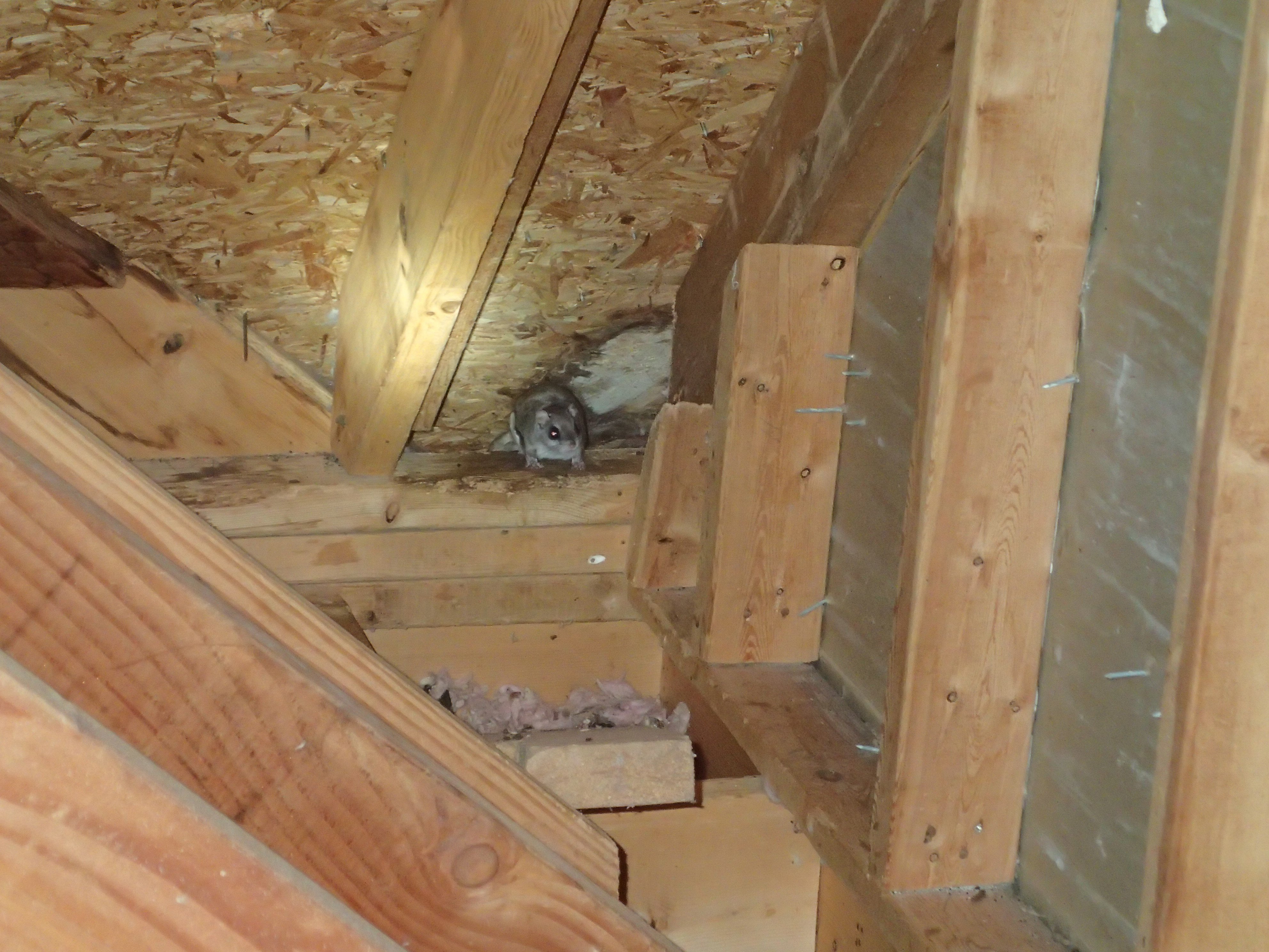 flying squirrel trapping johns creek