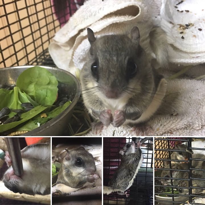 flying squirrel in johns creek